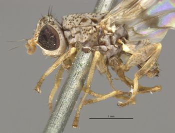 Media type: image;   Entomology 13259 Aspect: habitus lateral view